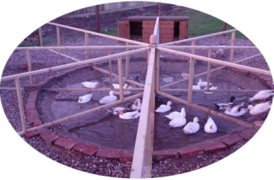 Call Ducks Poultrymad©