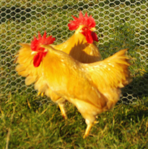 Bantam Buff Plymouth Rocks poultrymad�