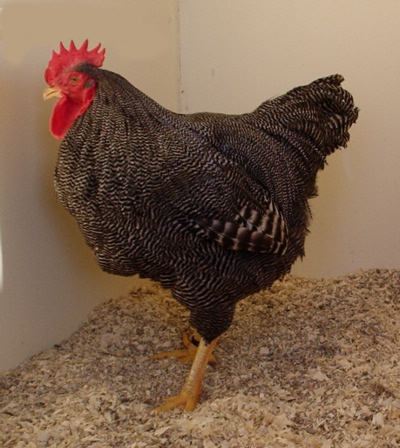 Barred Plymouth Rock cock Poultrymad©