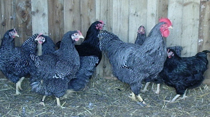 Barred Rocks pen Poultrymad�