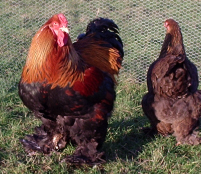 Gold Brahma pair poultrymad©