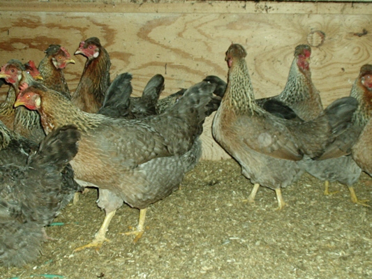 Cream Legbar Pullets poultrymad©