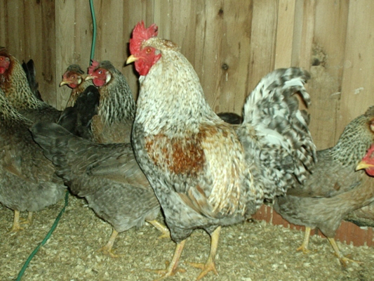 Cream Legbar cock with pullets poultrymad©
