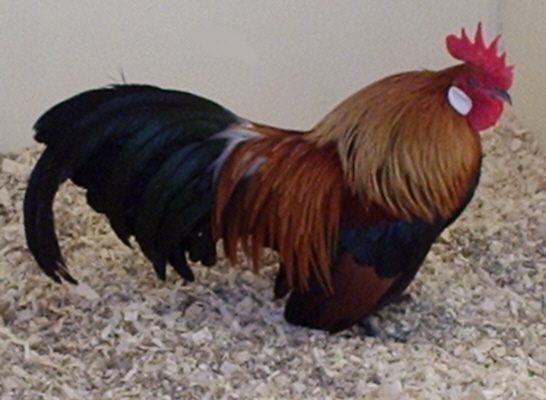 Bantam Chicken Pictures