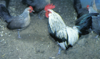 Silver Duckwing Old Dutch Bantams�
