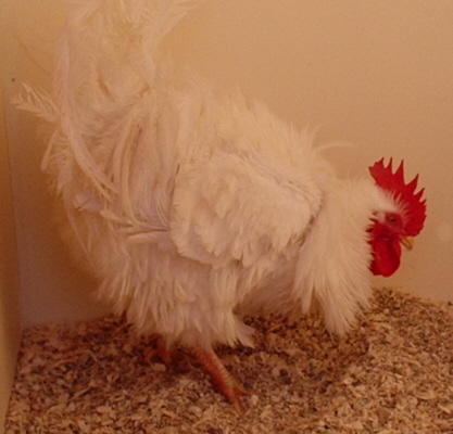 White Frizzle cock poultrymad�
