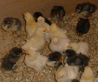 Frizzle chicks at 1 week�