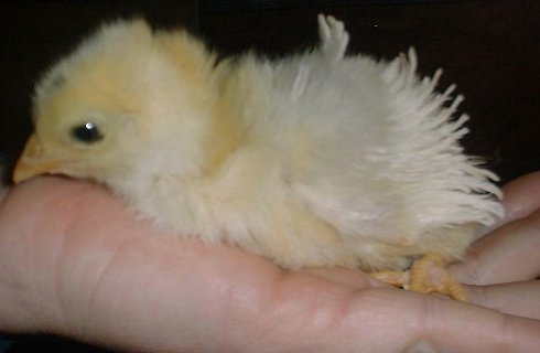 White Frizzle newly hatched�