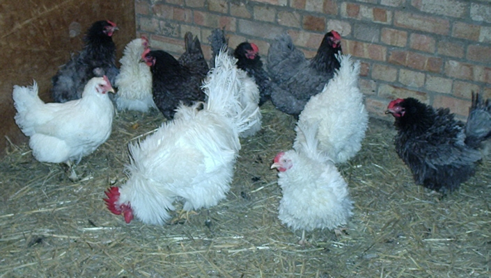 Mixed Frizzles poultrymad�