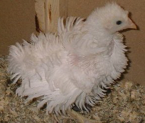 White Frizzle at 6 weeks�