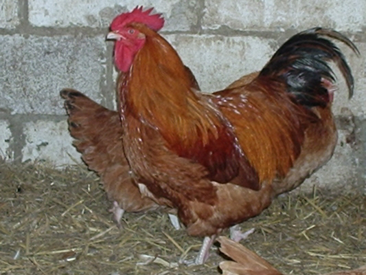 Lincolnshire Buff Cock poultrymad©