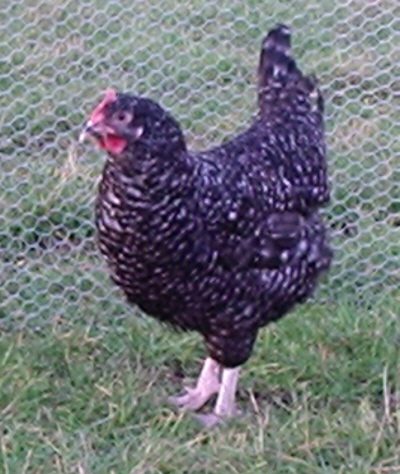 chicken breeds. One of the last reeds to be