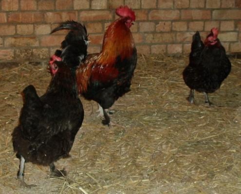 French Maran Trio poultrymad�