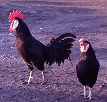 Minorca pair poultrymad�