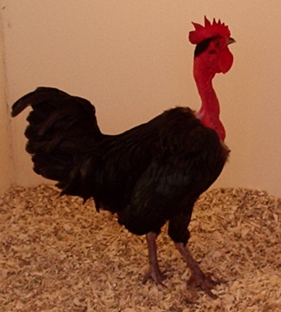 Bantam Naked Neck cock Poultrymad©