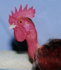 Head of Nakedneck cock poultrymad©