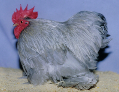Lavender Pekin cock poultrymad�