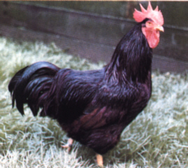 Rhode Island Red cock �John Kay and Son