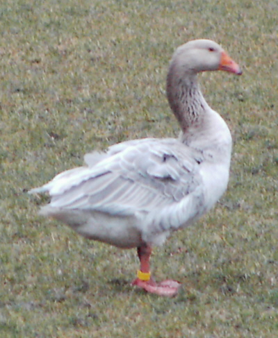 Steinbacher Poultrymad©