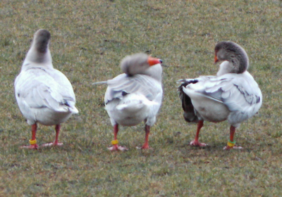 Steinbacher Geese Poultrymad©