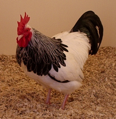Light Sussex Cock Poultrymad©