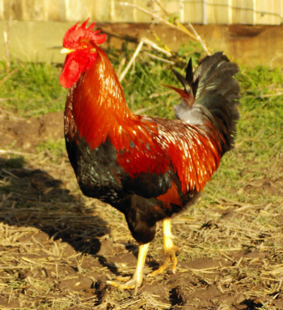 Welsummer Cock Poultrymad©